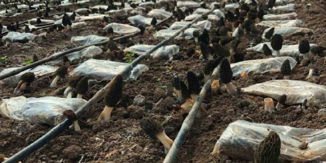 Talebi fazla ürünü seraya taşıdı: Deneme üretiminde 900 kg ürün aldı 6